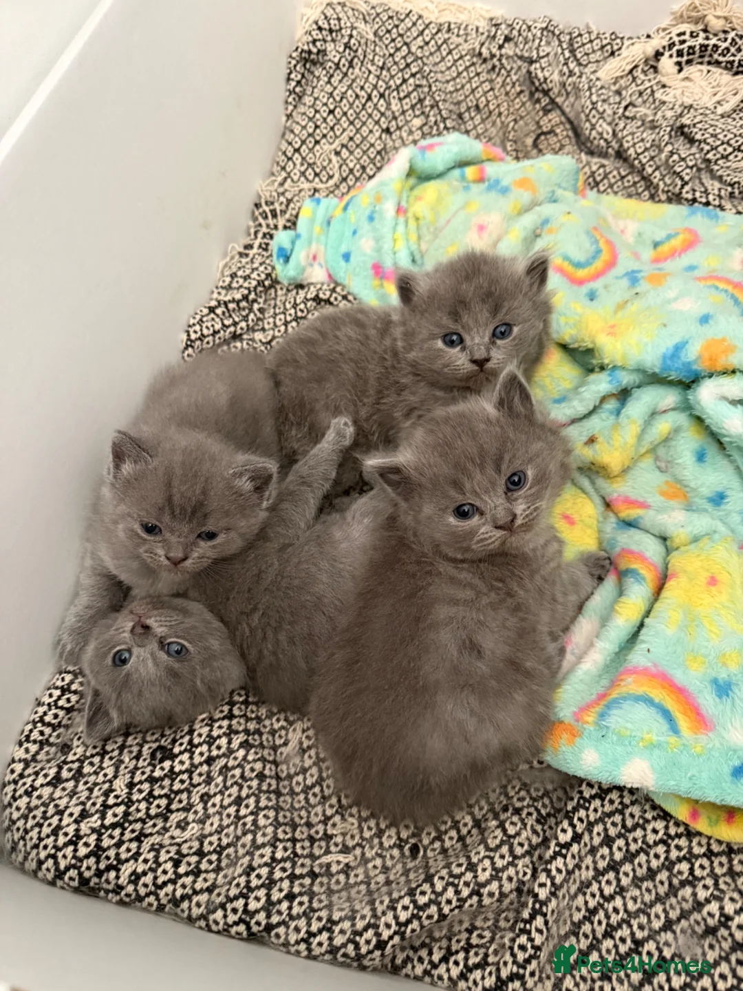 British Shorthair cats for sale: 🐾 British Shorthair × Ragdoll Kittens 🐾 - Advert 1