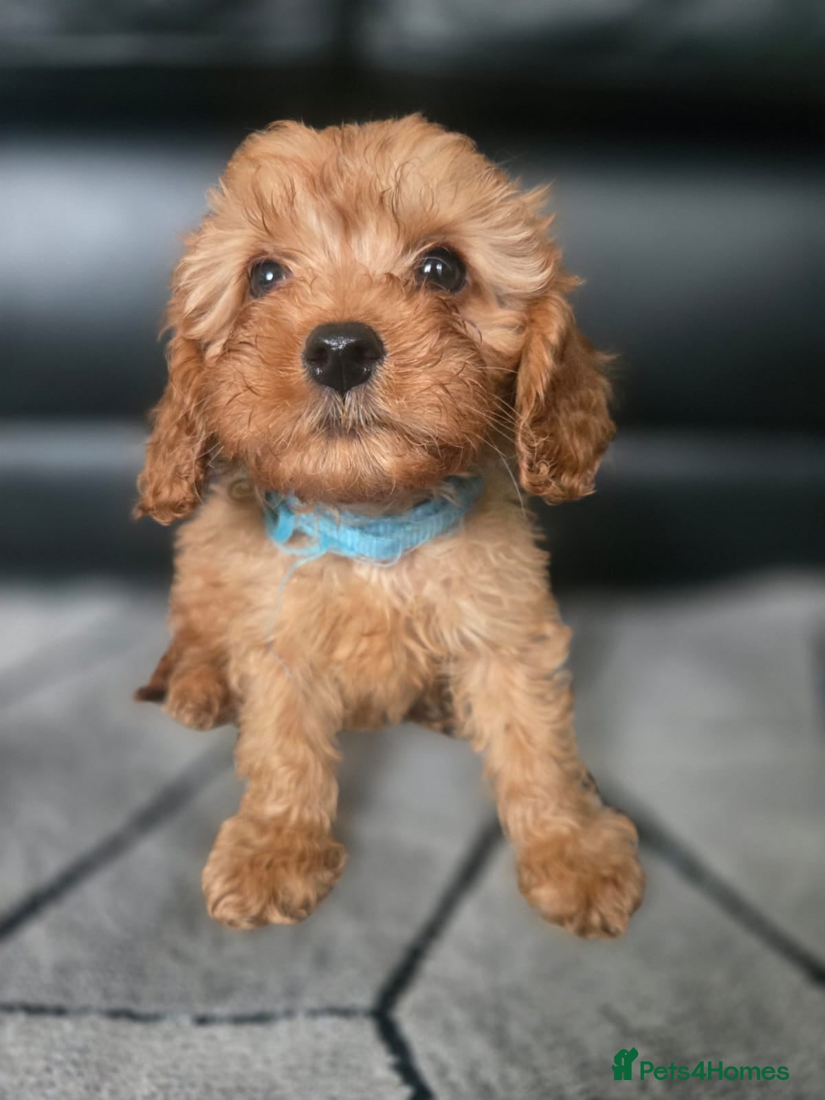 Cavapoo dogs 🐶Amazing cavapoo pups for sale🐶 - Advert 3