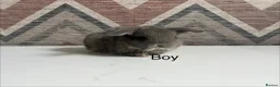 Lionhead rabbits for sale: mini lops  ready to  reserve  - Advert 8