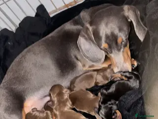 Miniature Dachshund dogs Miniature dachshund puppies - Advert 8