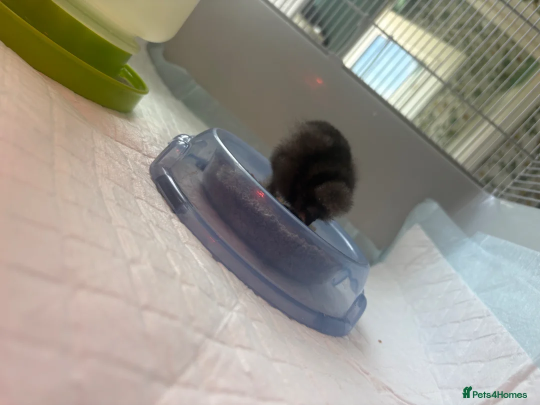 Chickens poultry for sale: Stunning silkie chicks  - Advert 13