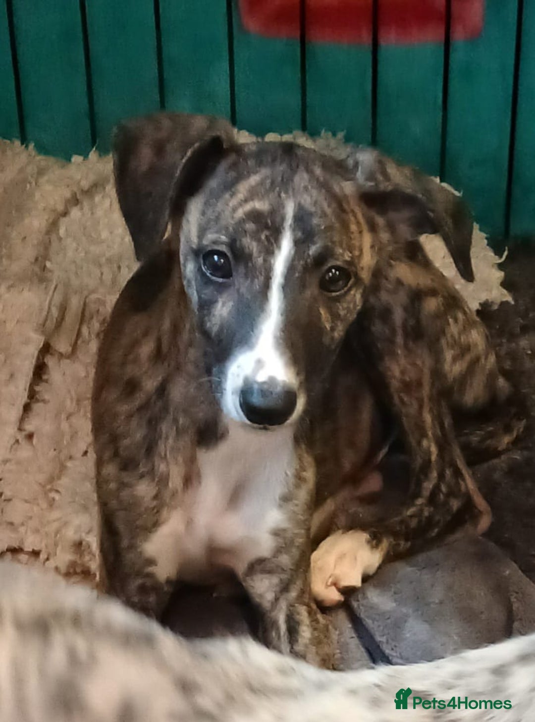 Whippet dogs for sale: Gloriously gorgeous puppies. Beautiful brindles. - Image 6