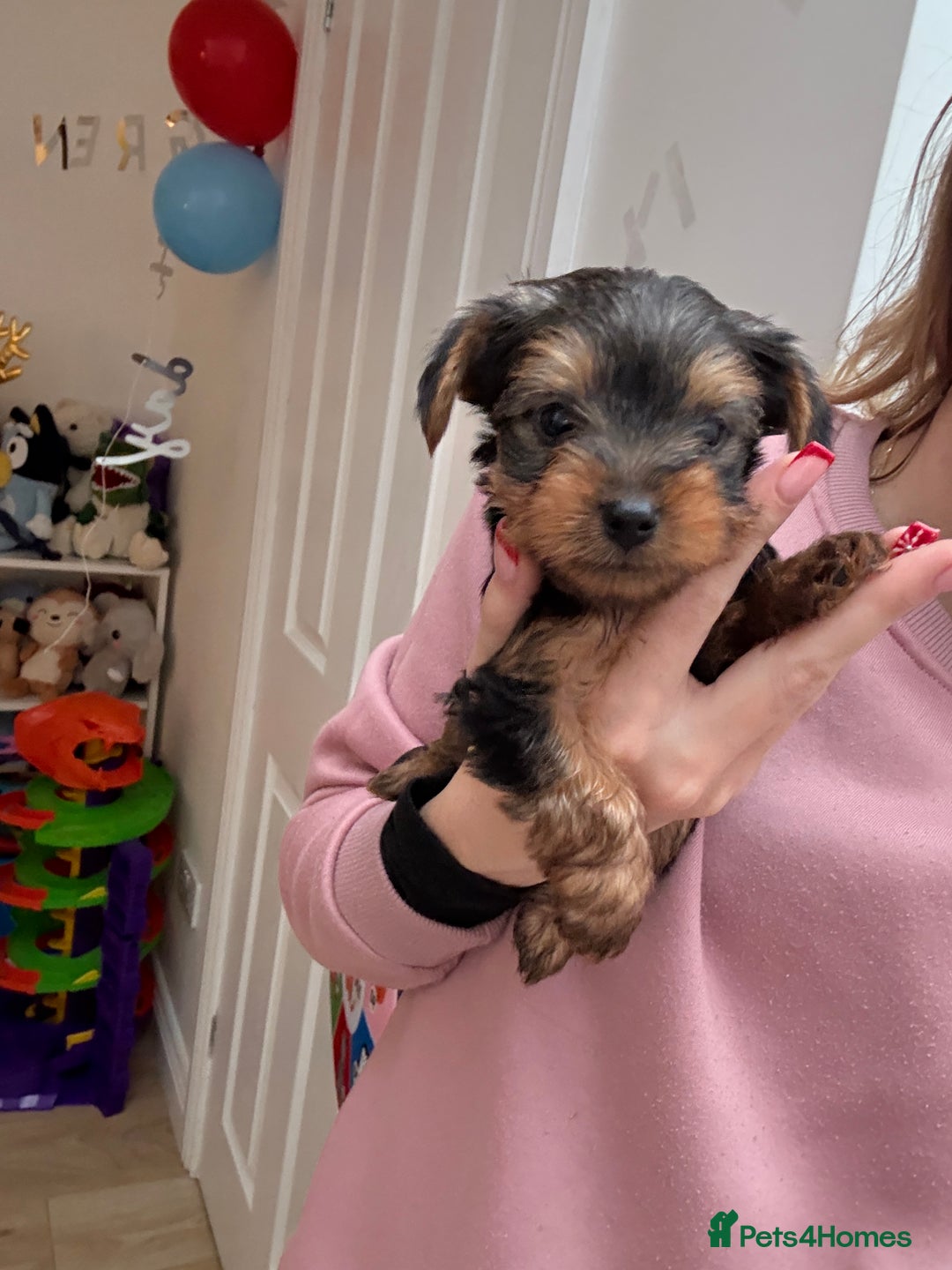 Yorkshire Terrier dogs for sale: Yorkshire puppy - Advert 10