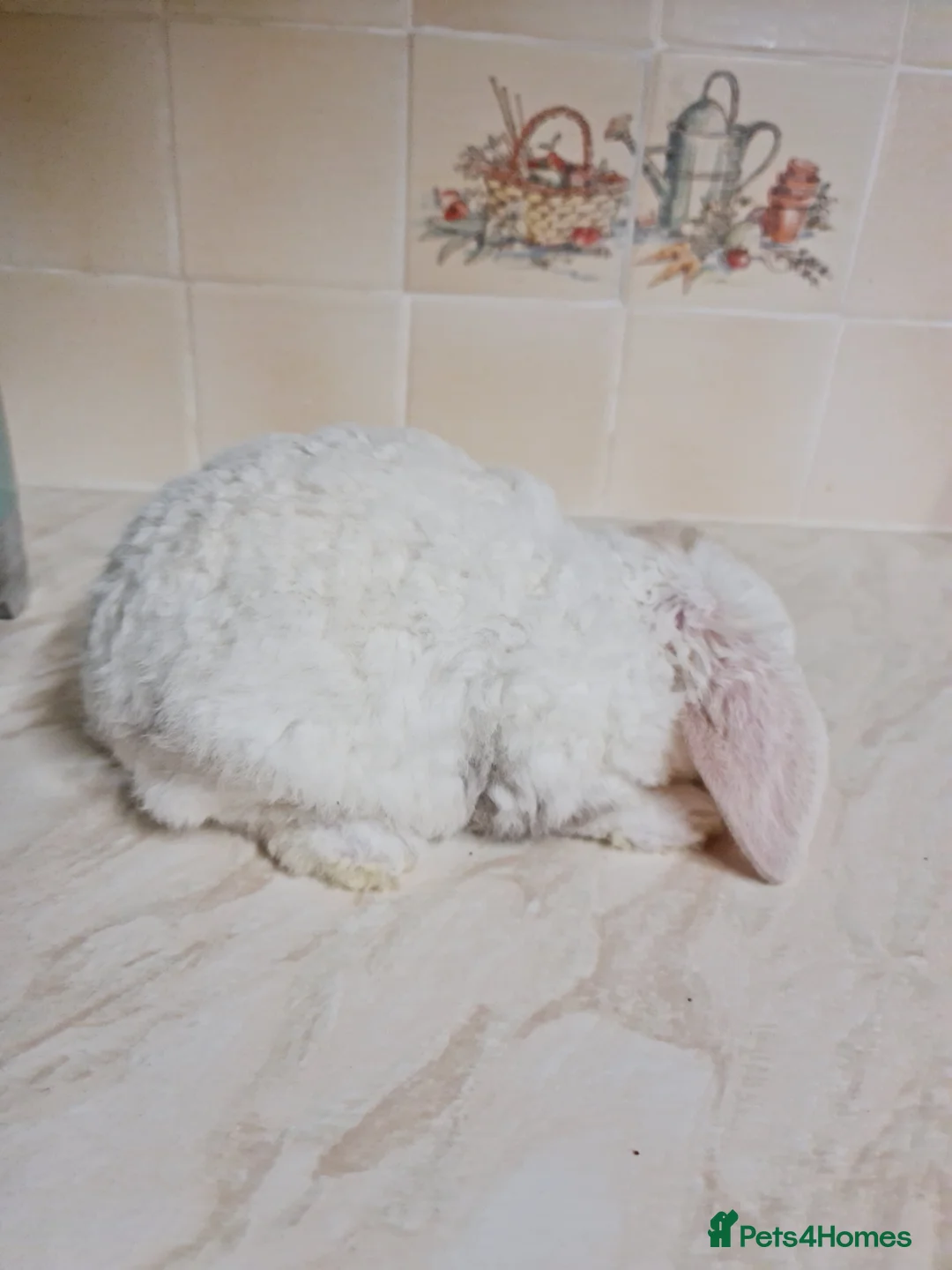 Mini Lop rabbits for sale: 3 mIni PLUSH lops ready 7/03. 2 BLUE EYED! - Advert 8