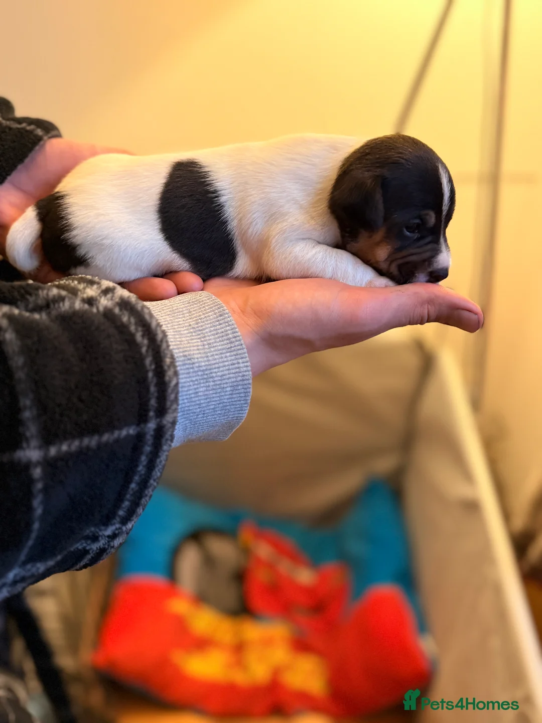 Jack Russell dogs for sale: Jack Russell Pups - Advert 7
