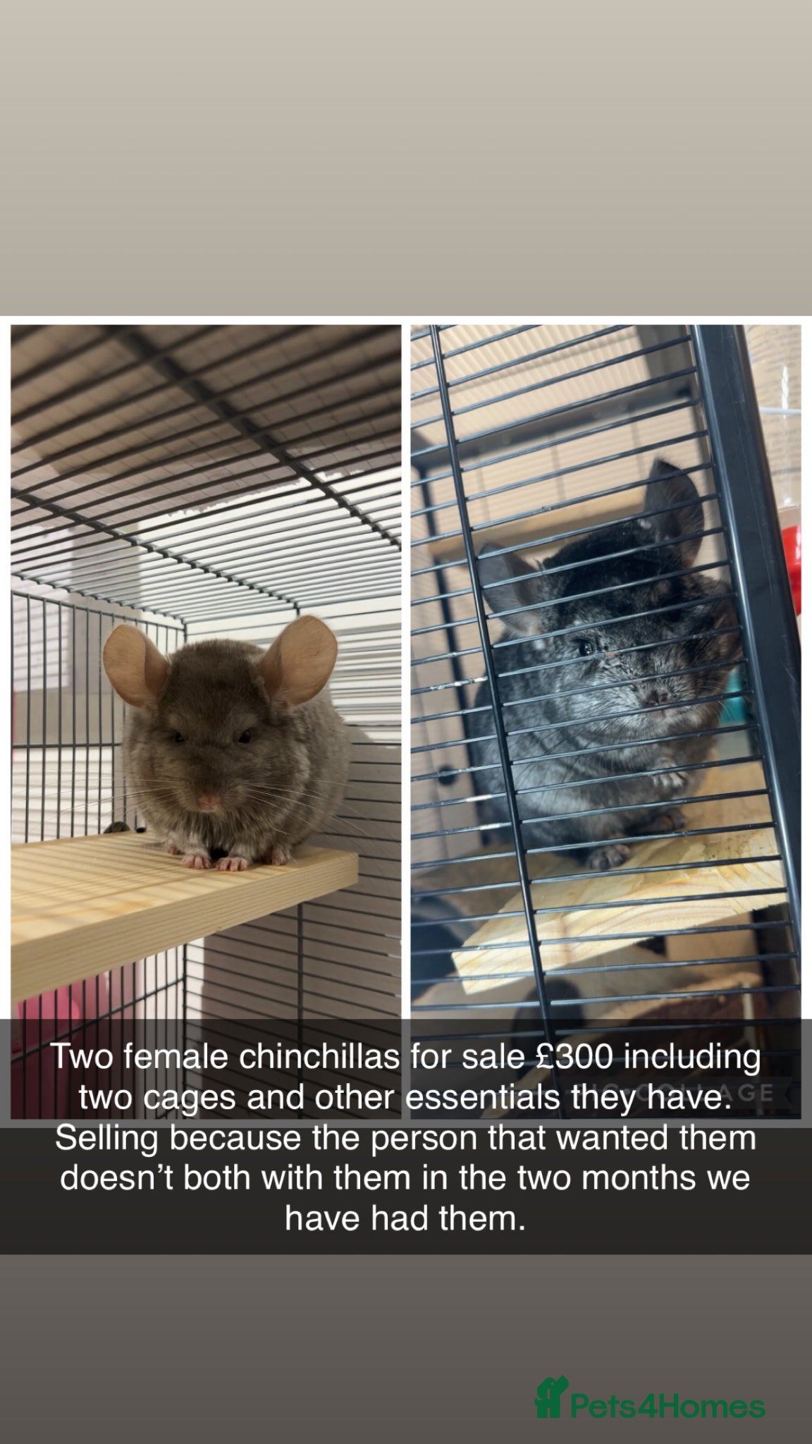 Chinchilla rodents for sale: Female chinchillas £300 - Advert 1