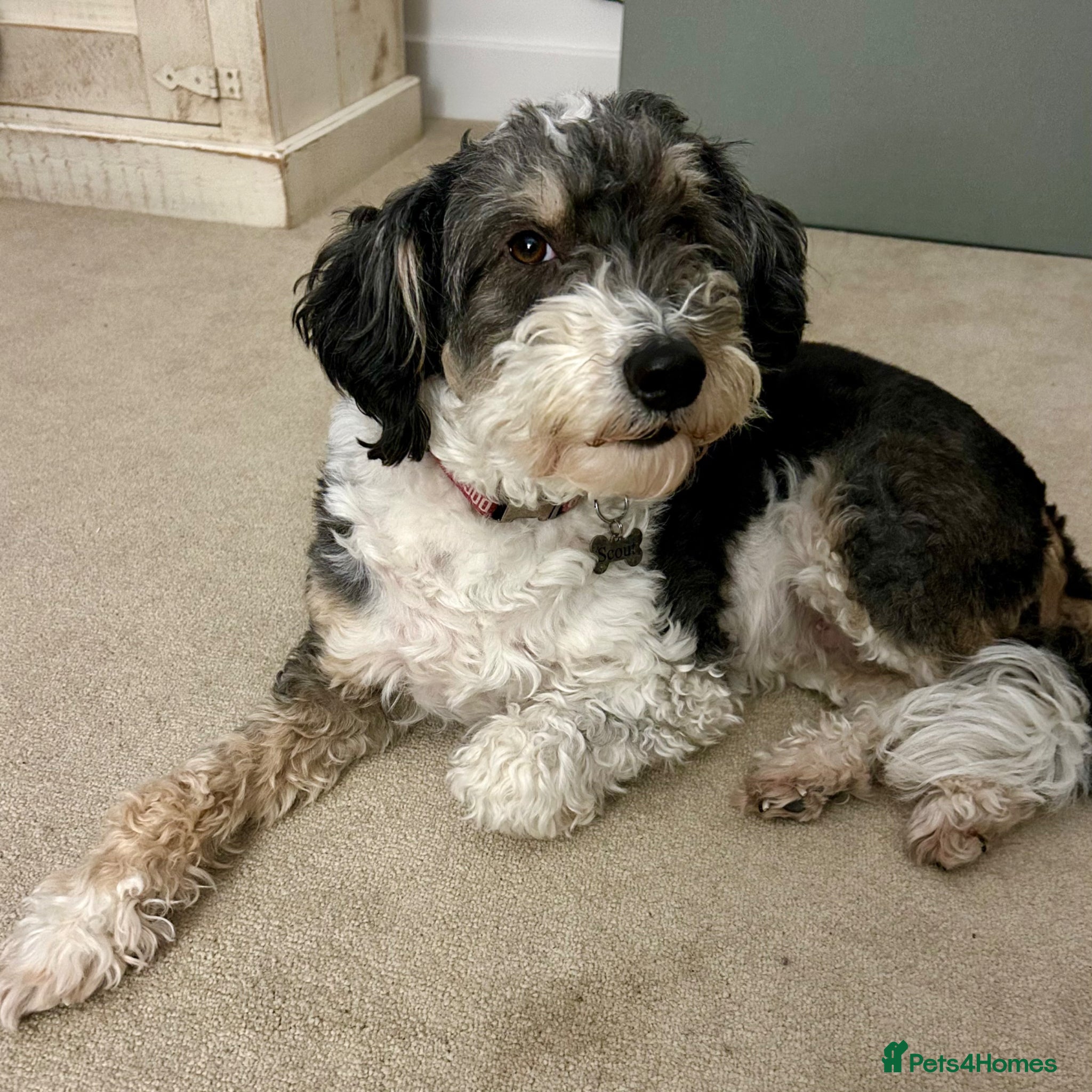 Bordoodle dogs Stunning F1b Bordoodle Puppies - Advert 1