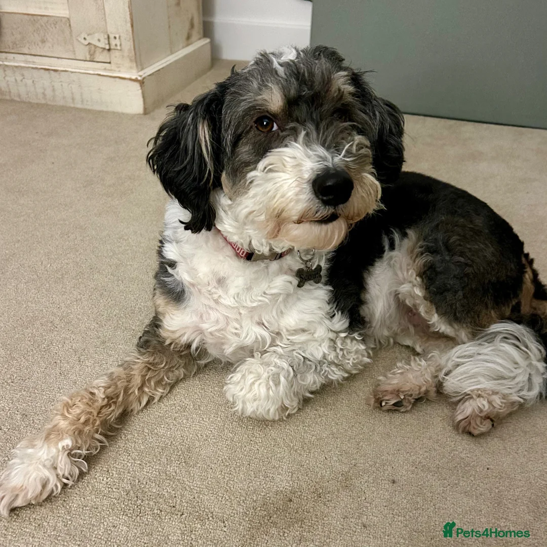 Bordoodle dogs for sale: Stunning F1b Bordoodle Puppies in Beverley - Advert 1