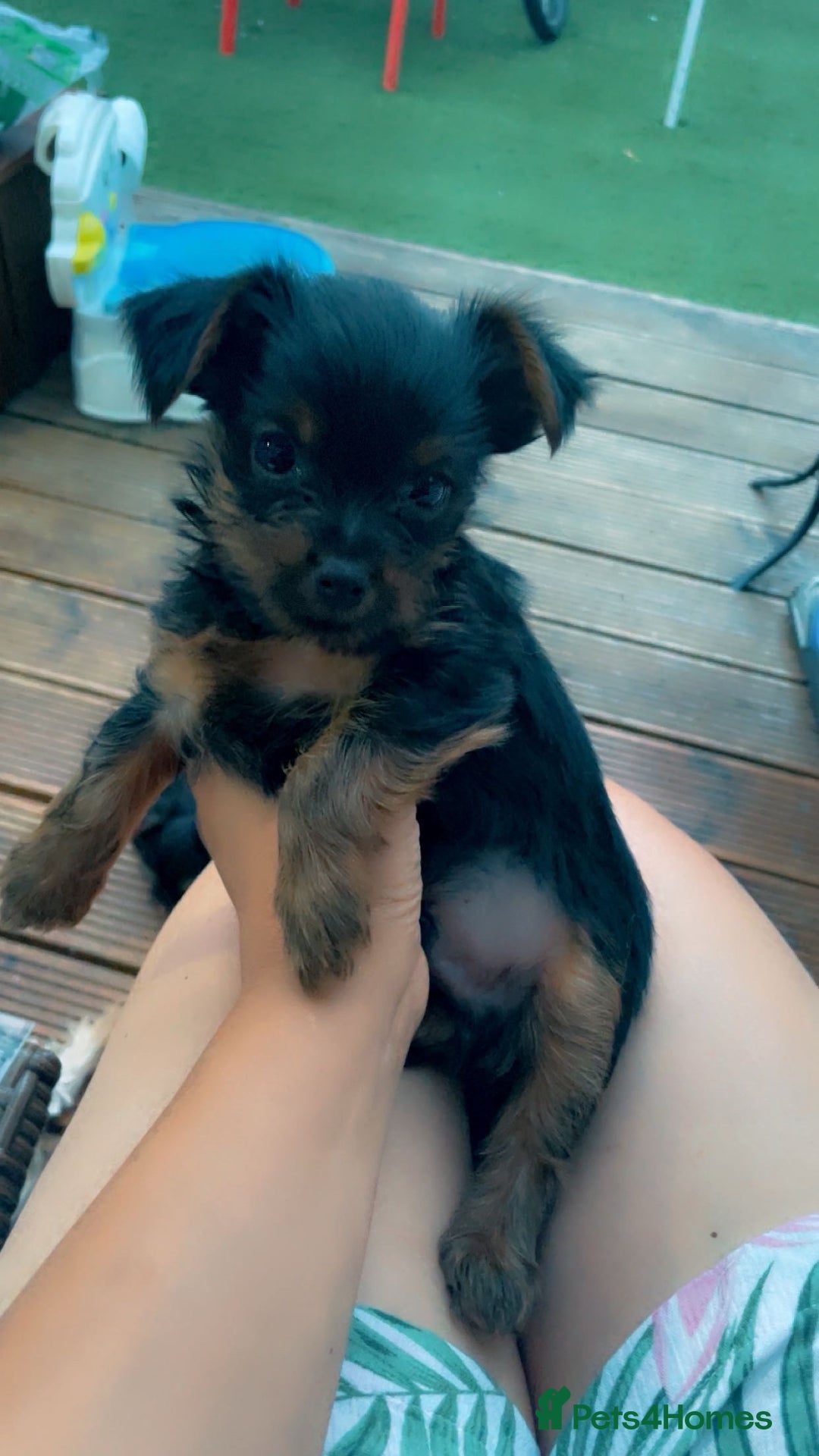 Yorkshire Terrier dogs for sale:  Yorkshire terrier mini  boy - left 😍 - Image 17