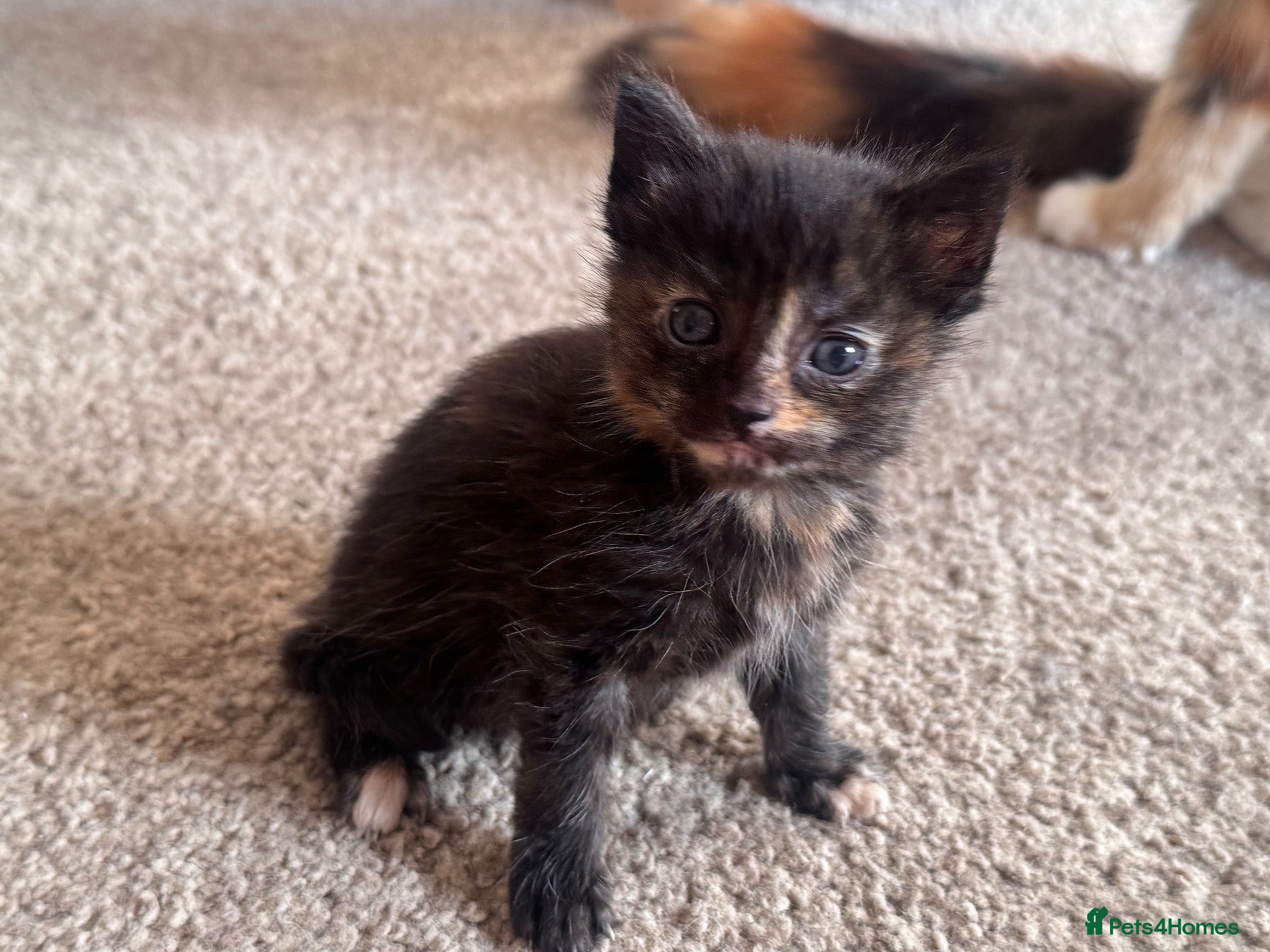 Mixed Breed cats 1 Girl Left! 4 Stunning Fluffy Kittens x Ragdoll - Advert 1
