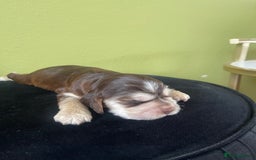 Cocker Spaniel dogs for sale: KC Show Cockers - 1 Girl , 3 Boys remaining! - Image 36