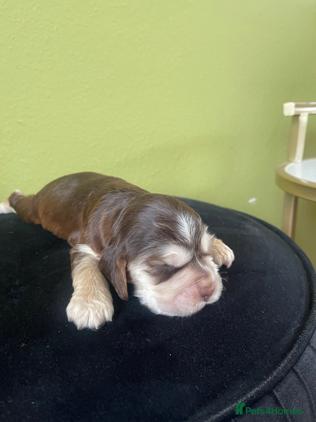 Cocker Spaniel dogs for sale: KC Show Cockers - 1 Girl , 3 Boys remaining! - Image 36