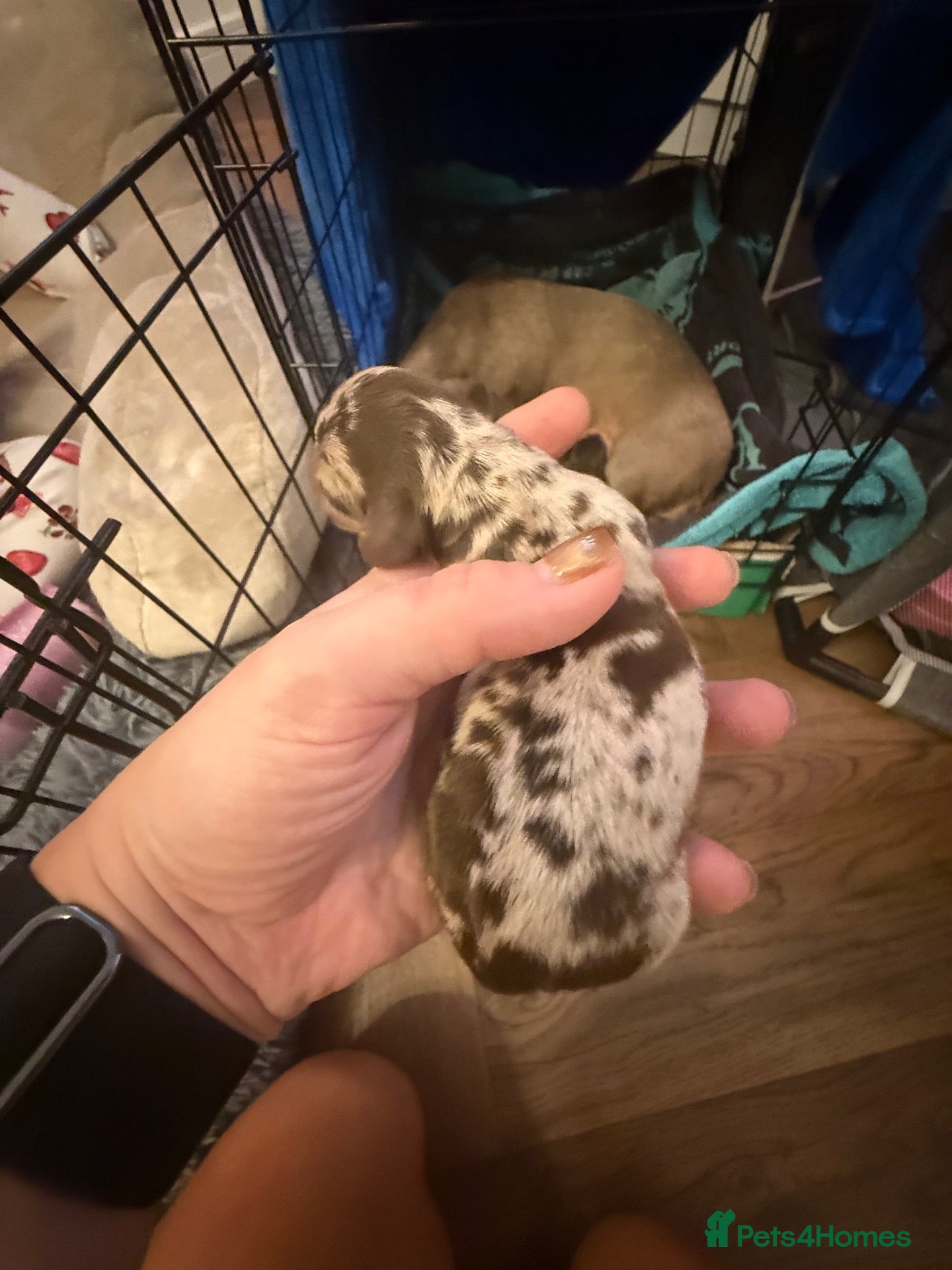 Miniature Dachshund dogs Mini Dachshund for sale  - Advert 2