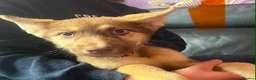 Shepsky dogs for sale: Stunning multi-coloured eyed puppies - Advert 23