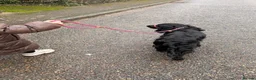 Cocker Spaniel dogs for sale: 🐾 Cocker Spaniel Puppies – Now Here! 🐾 😍 - Advert 9
