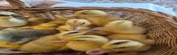 Ducks poultry for sale: Miniature silver appleyard duckling  - Advert 4