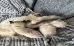 Ragdoll cats for sale: Gorgeous male ragdoll kittens  - Image 2