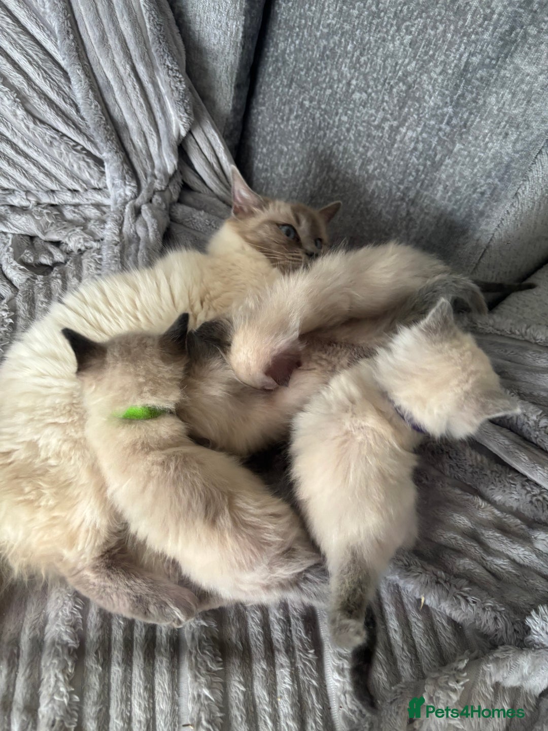 Ragdoll cats for sale: Gorgeous male ragdoll kittens  - Image 2