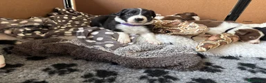 Border Collie Puppy 4