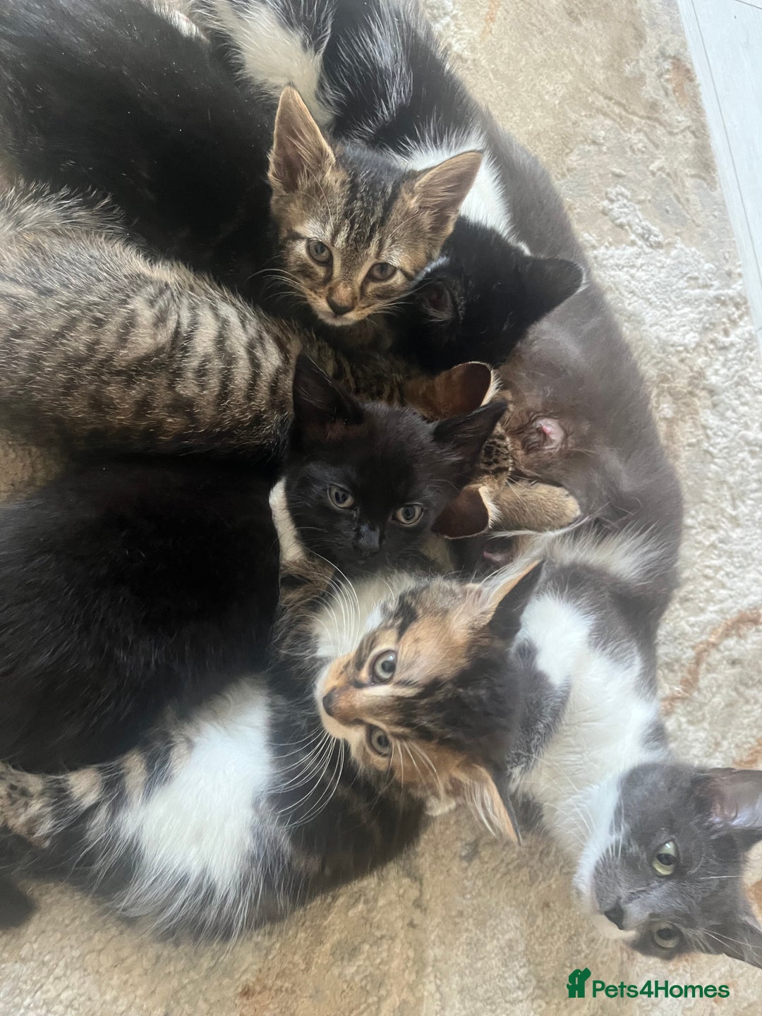 Mixed Breed cats for sale: Kittens for sale - Image 1
