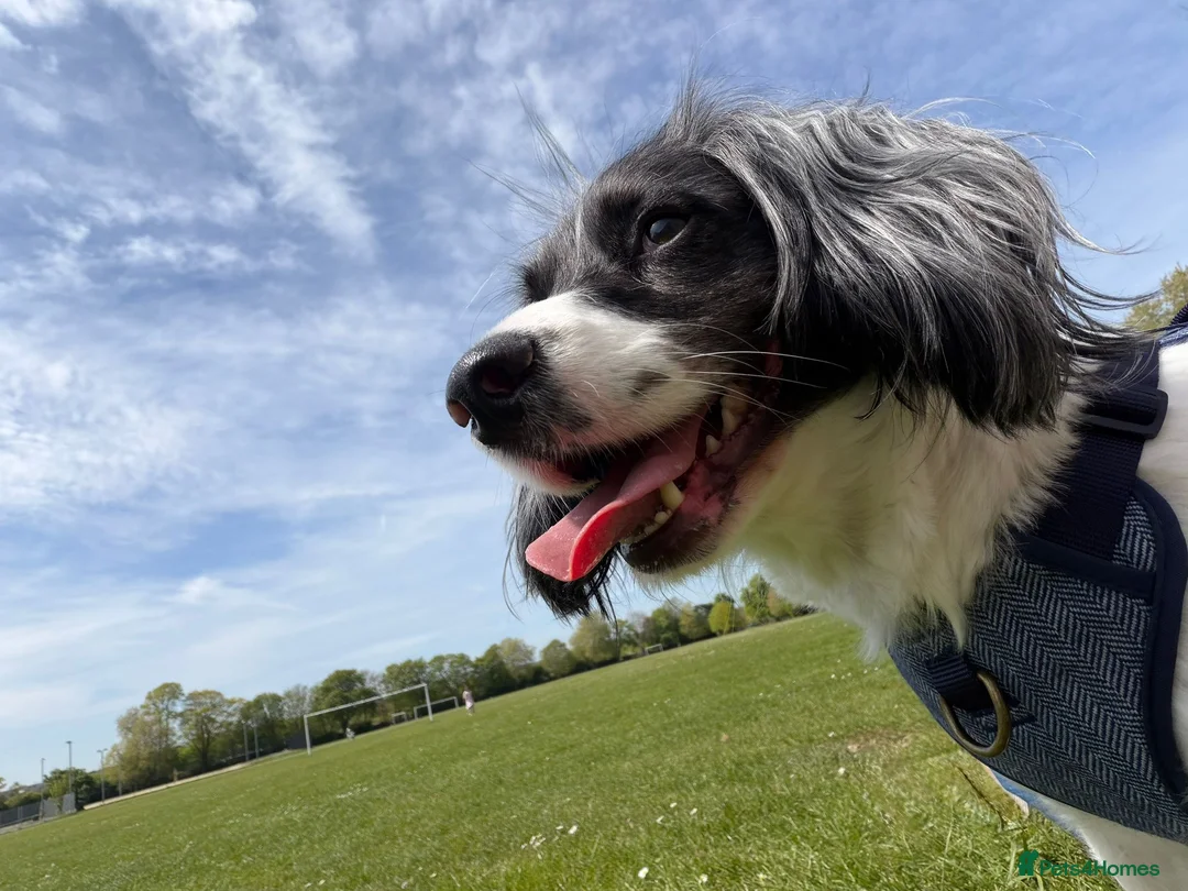 English Springer Spaniel dogs for sale: Blu Boy  - Advert 1