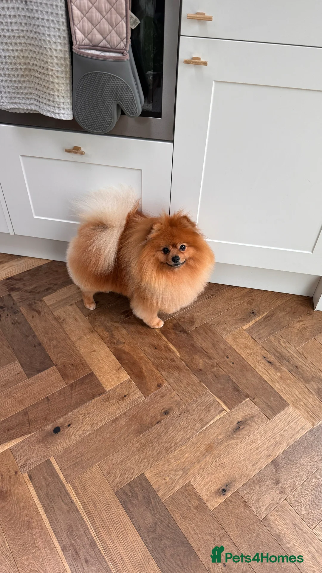 Pomeranian dogs for stud: Looking for a Girlfriend for Fluffy 🐾 - Advert 2