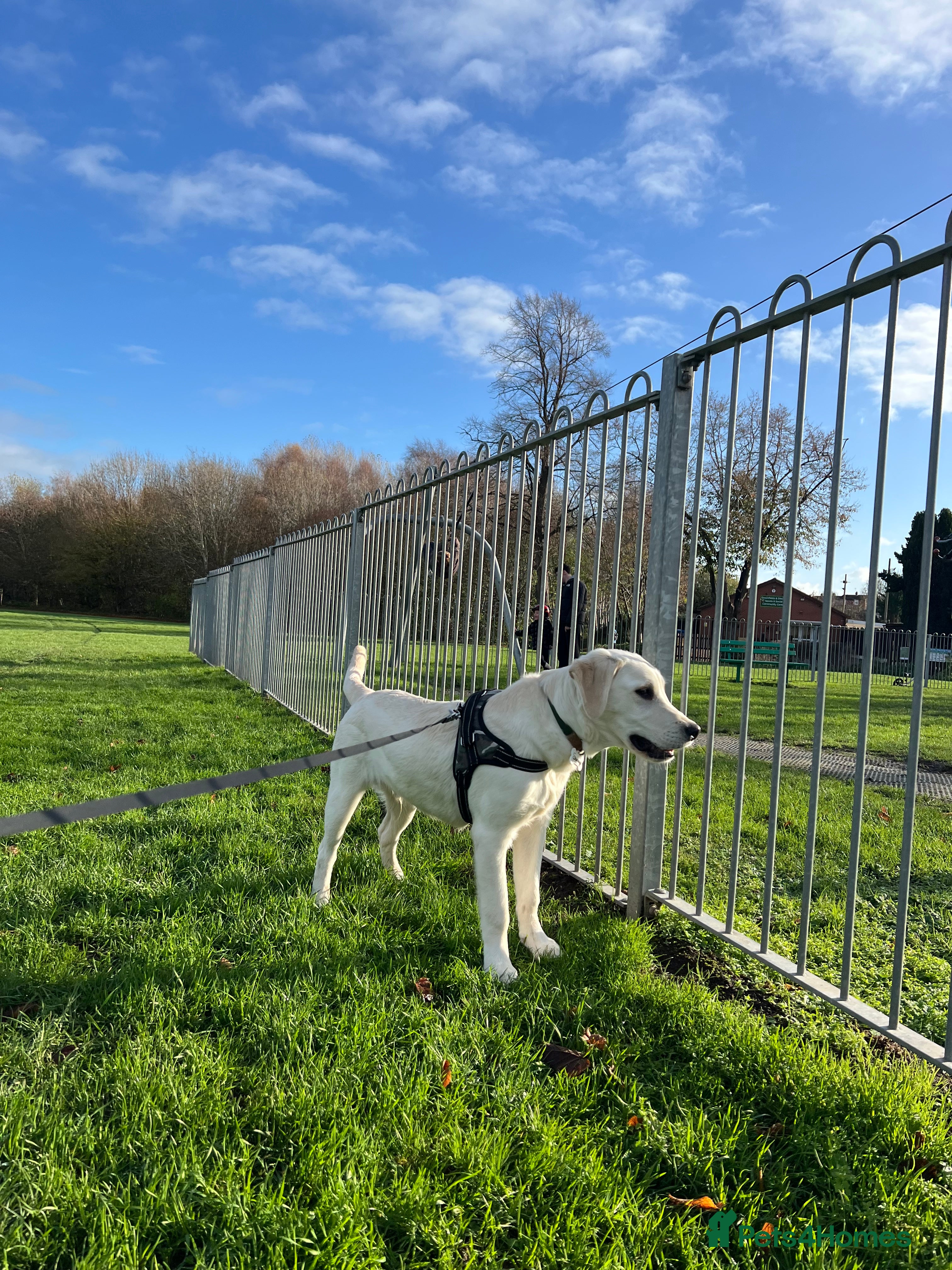 Goldador dogs Rehoming puppy  - Advert 3