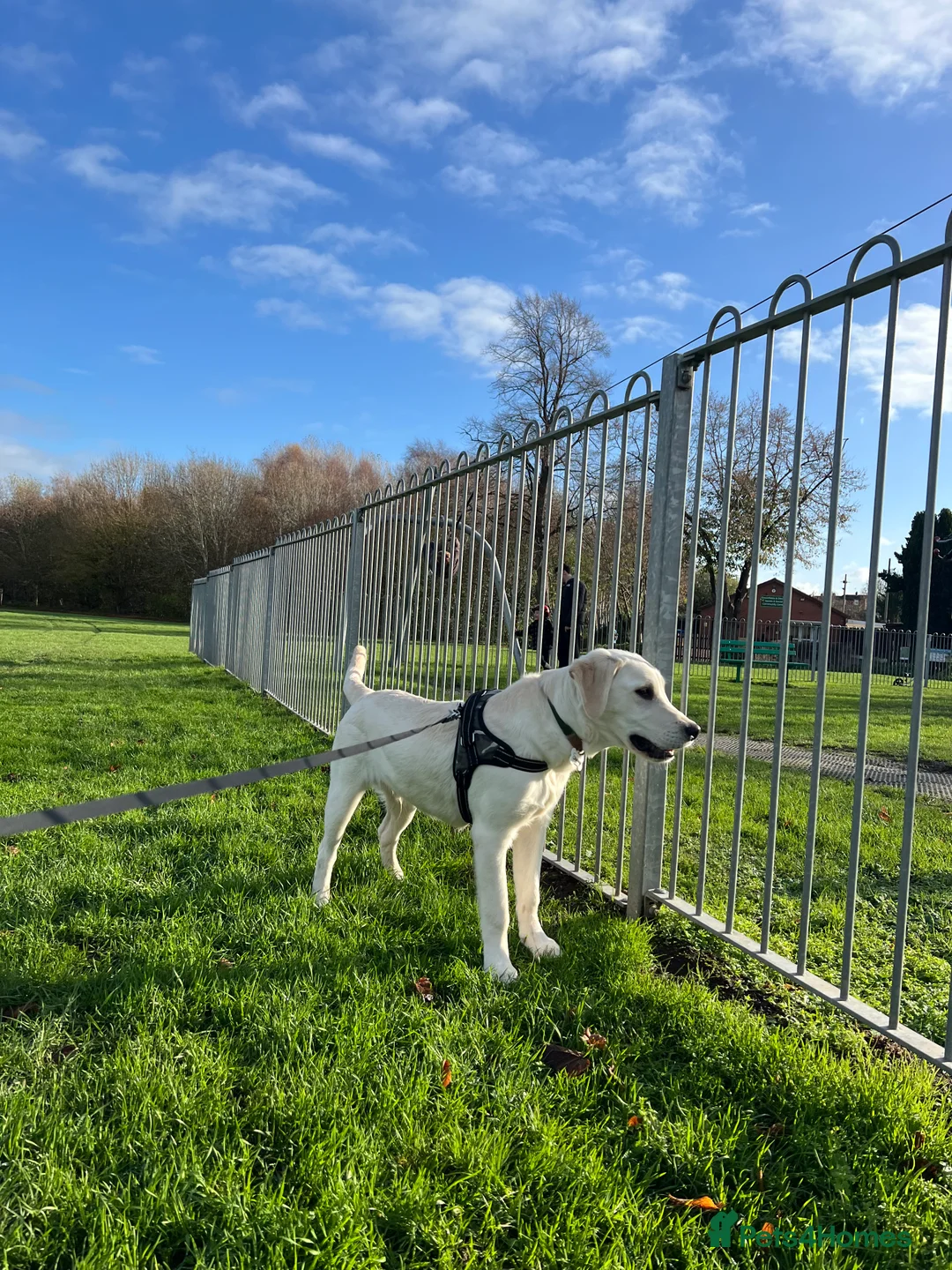 Goldador dogs for sale: Rehoming puppy  - Advert 1