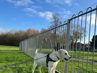 Goldador dogs Rehoming puppy - Advert 3