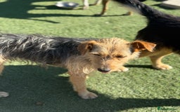 Mixed Breed dogs for adoption: Sweet Trixie Needs LOVE - Image 4