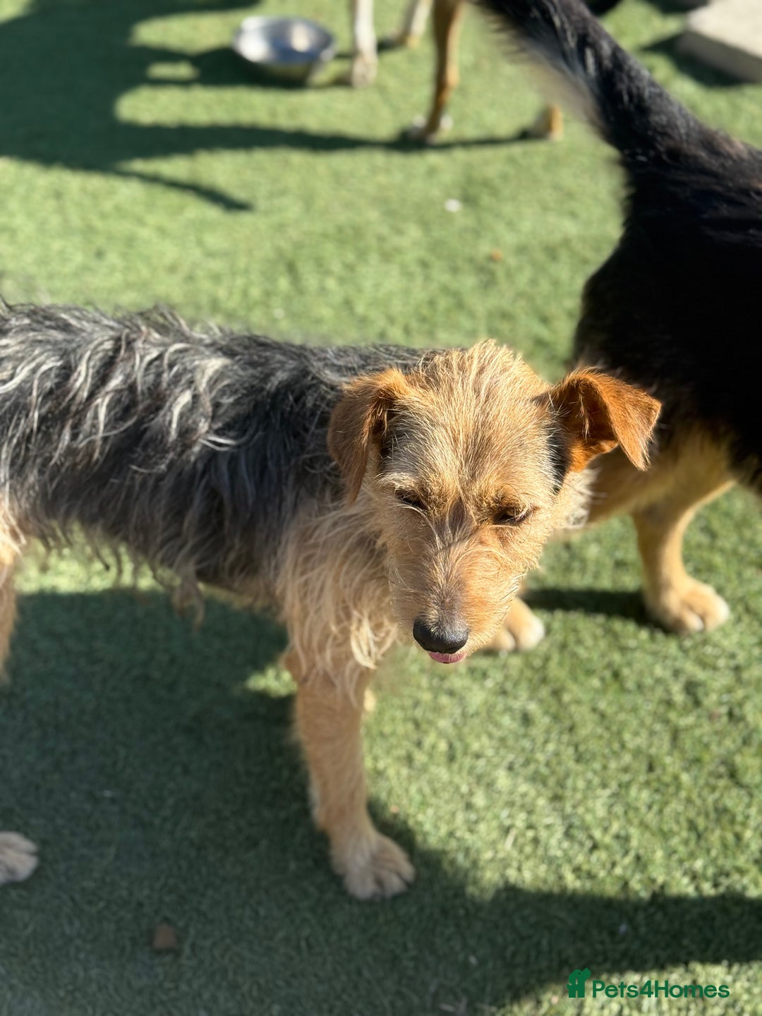 Mixed Breed dogs for adoption: Sweet Trixie Needs LOVE - Image 4