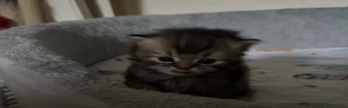 British Shorthair Kitten 6