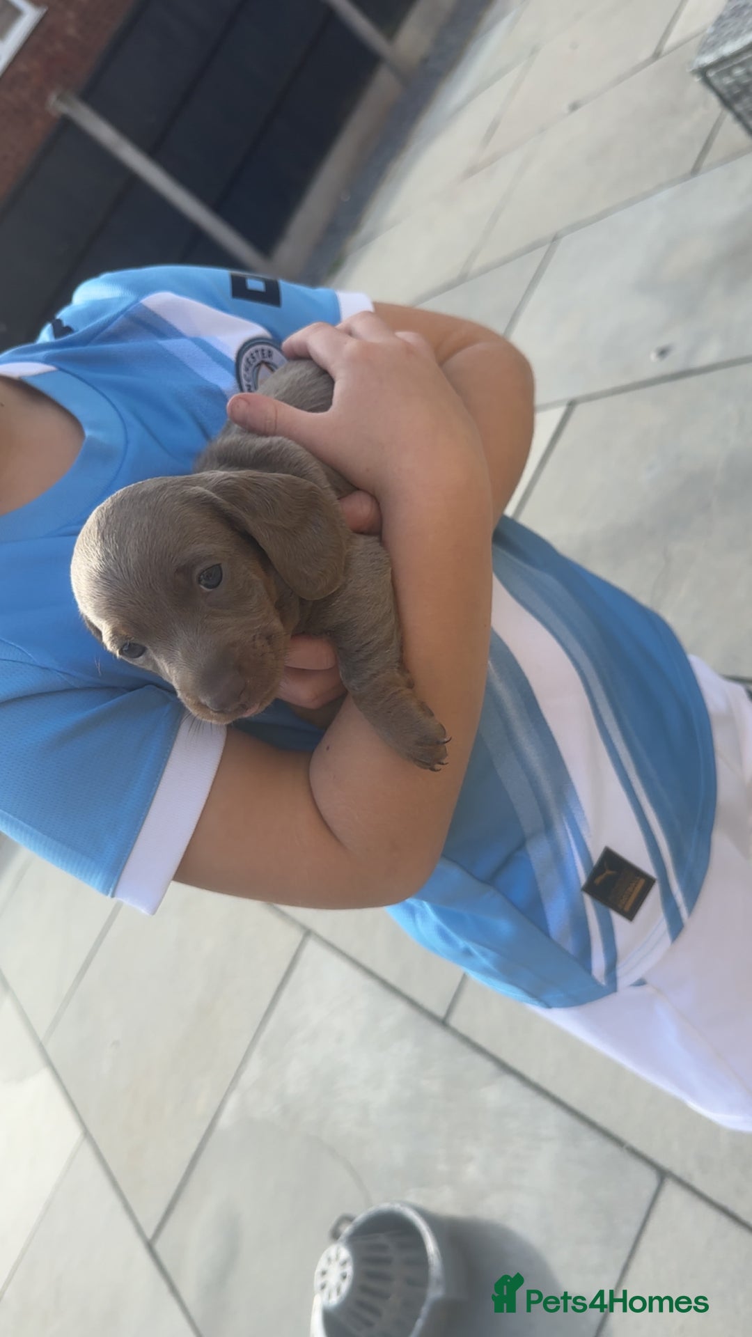 Miniature Dachshund dogs for sale: Mini dachshund kc registered  - Advert 6