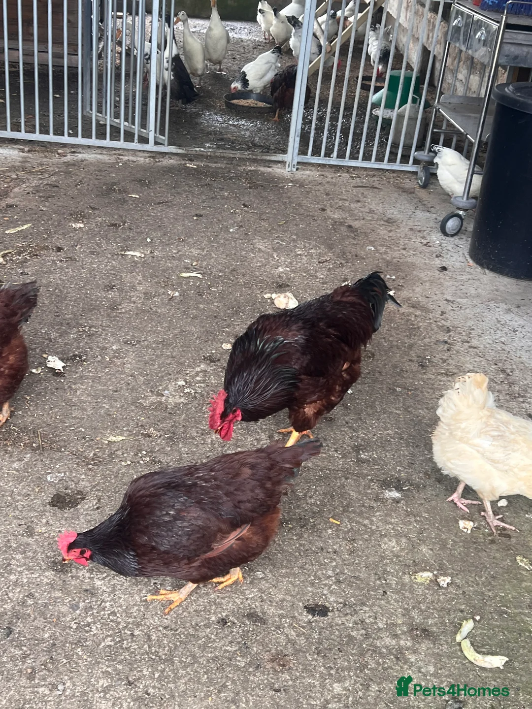 Chickens poultry for sale: Light Sussex and rode highland reds  - Advert 4