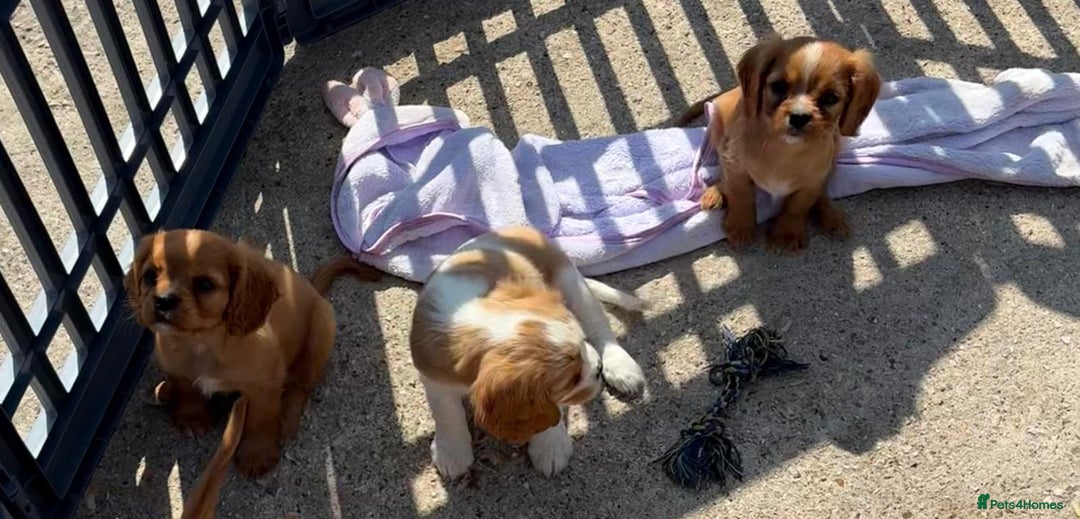 Cockalier dogs for sale: Gorgeous Cockalier Puppies… - Image 26