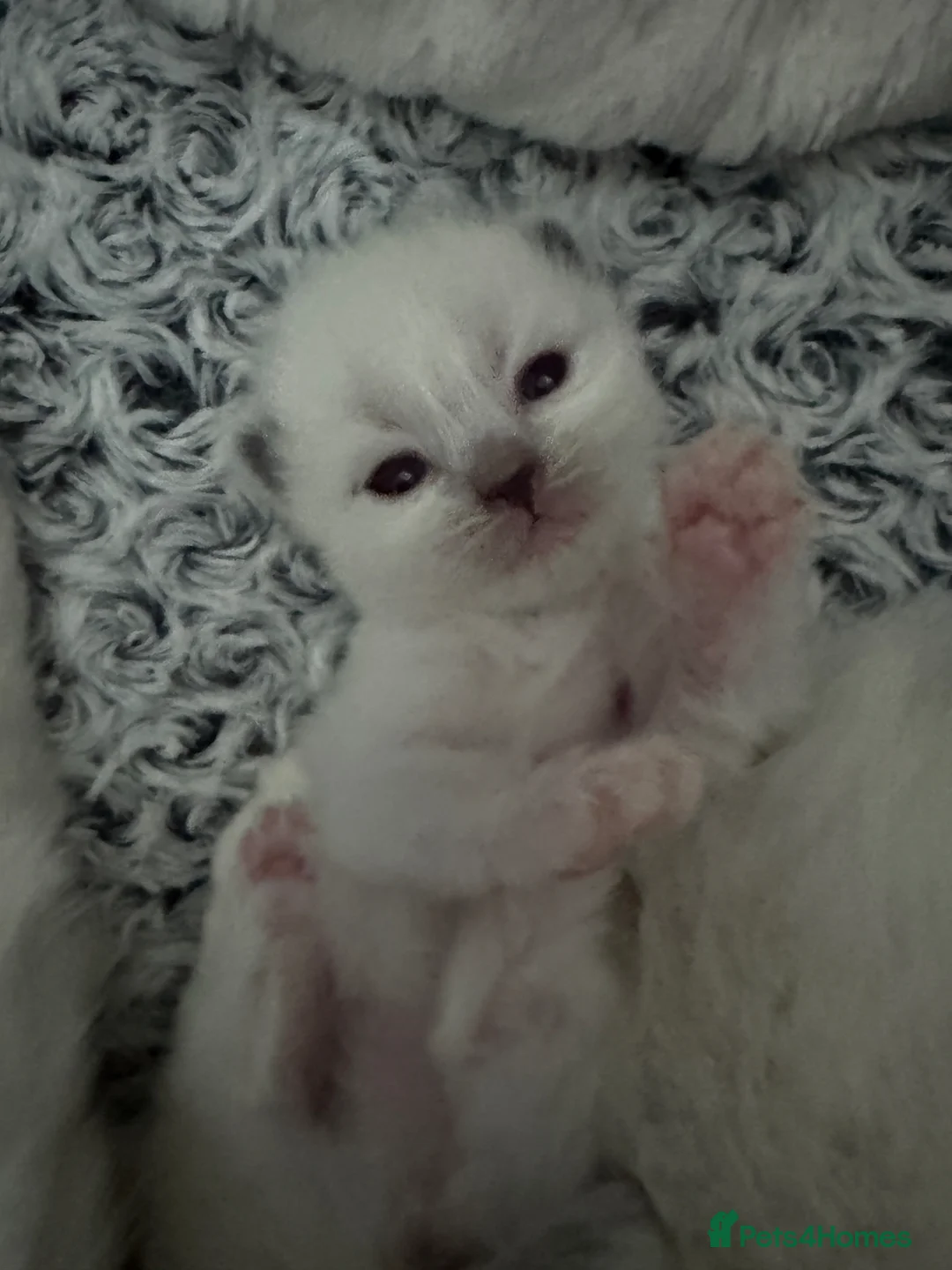 Ragdoll cats for sale: 💜🧡💙GCCF REG RAGDOLL babies see full description - Advert 1