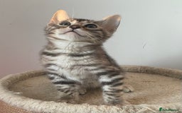 Bengal cats for sale: Stunning Beauty Bengal princess ❤️ - Image 8