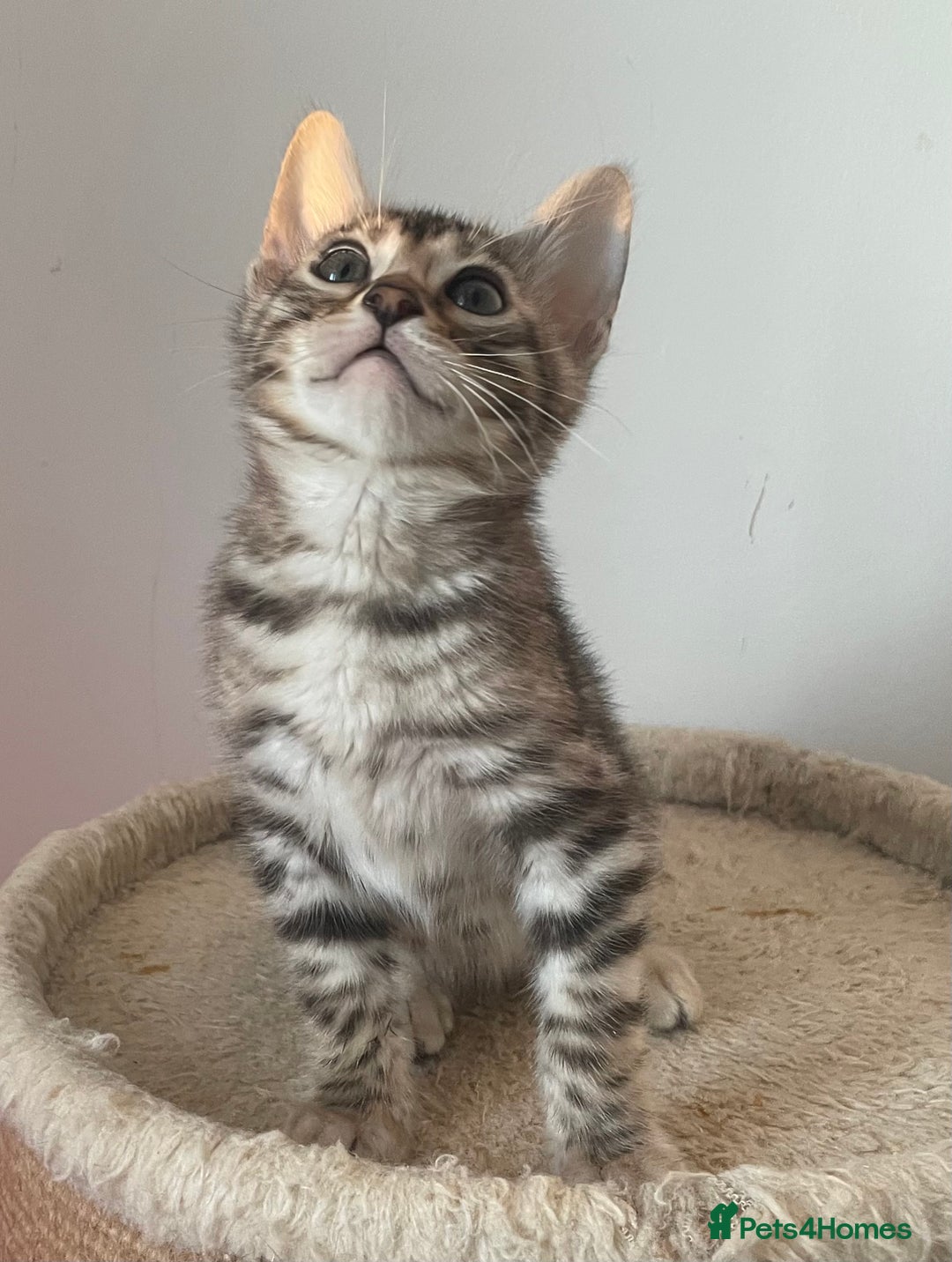 Bengal cats for sale: Stunning Beauty Bengal princess ❤️ - Image 8