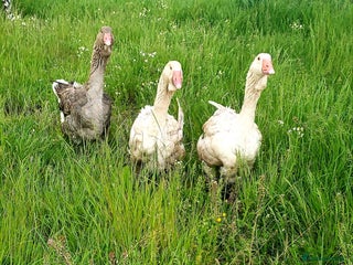 Geese poultry - Advert 2