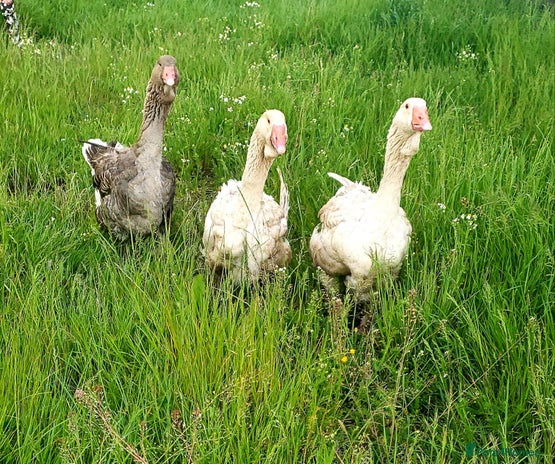 Geese poultry - Advert 8