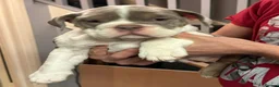 English Bulldog dogs for sale: Gorgeous English bulldog - Advert 4