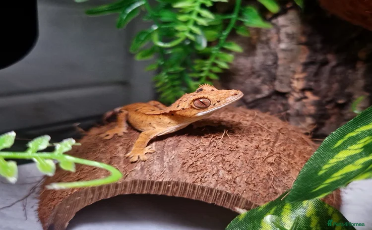 Gecko reptiles - Advert 1