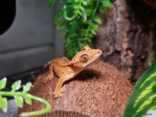 Gecko reptiles - Advert 3