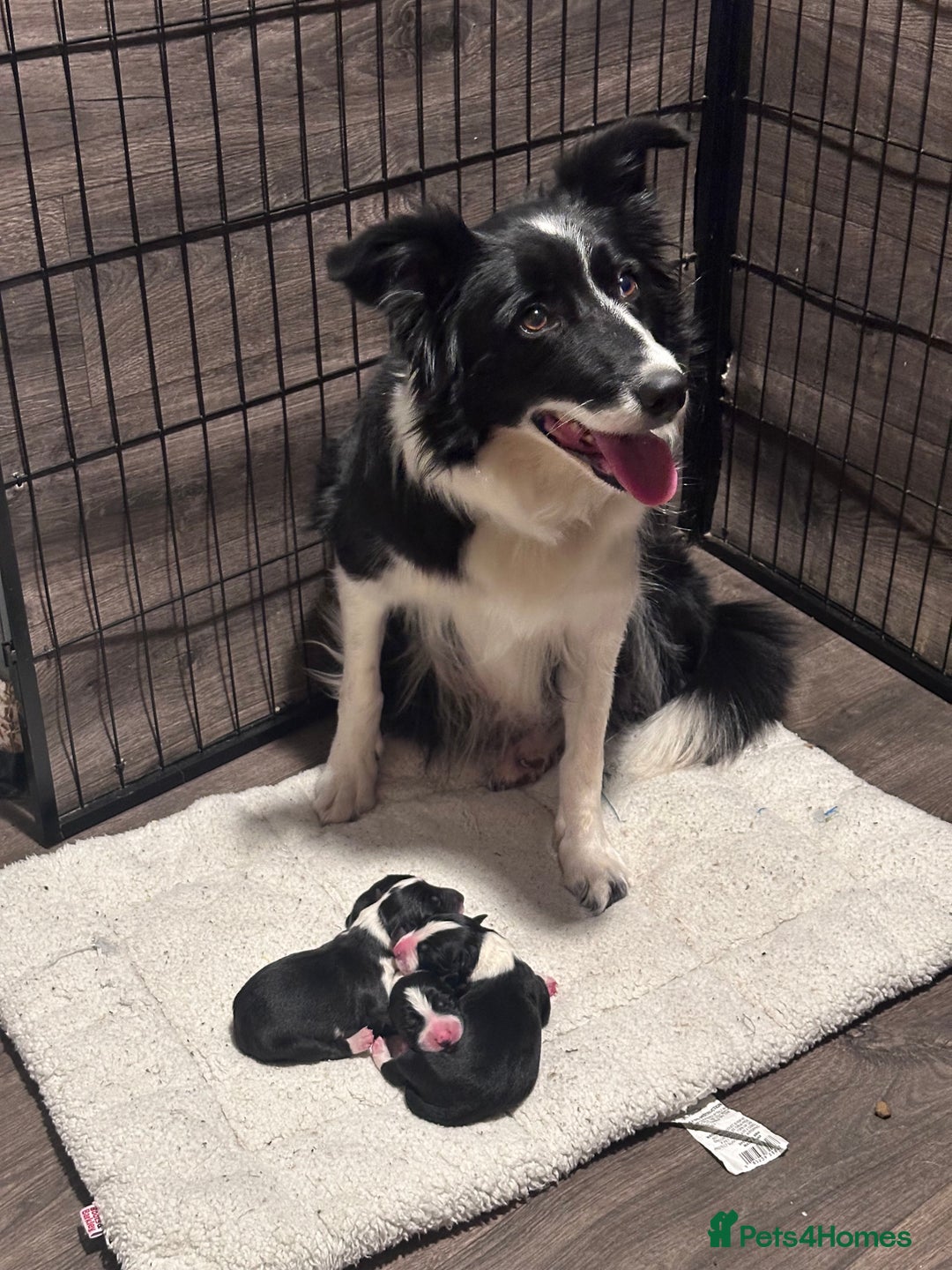 Border Collie dogs for sale: Border collies for sale - Advert 5