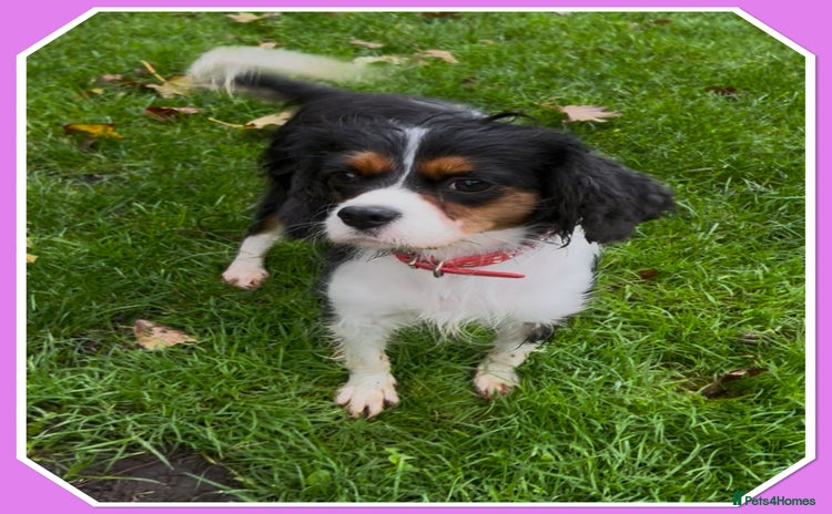 Cavalier King Charles Spaniel dogs - Advert 1