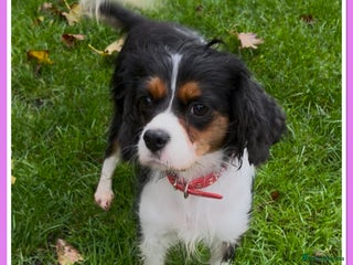 Cavalier King Charles Spaniel dogs BEAUTIFUL KC REG FEMALE TRI CKCS - Advert 17