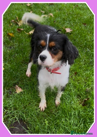 Cavalier King Charles Spaniel dogs - Advert 1