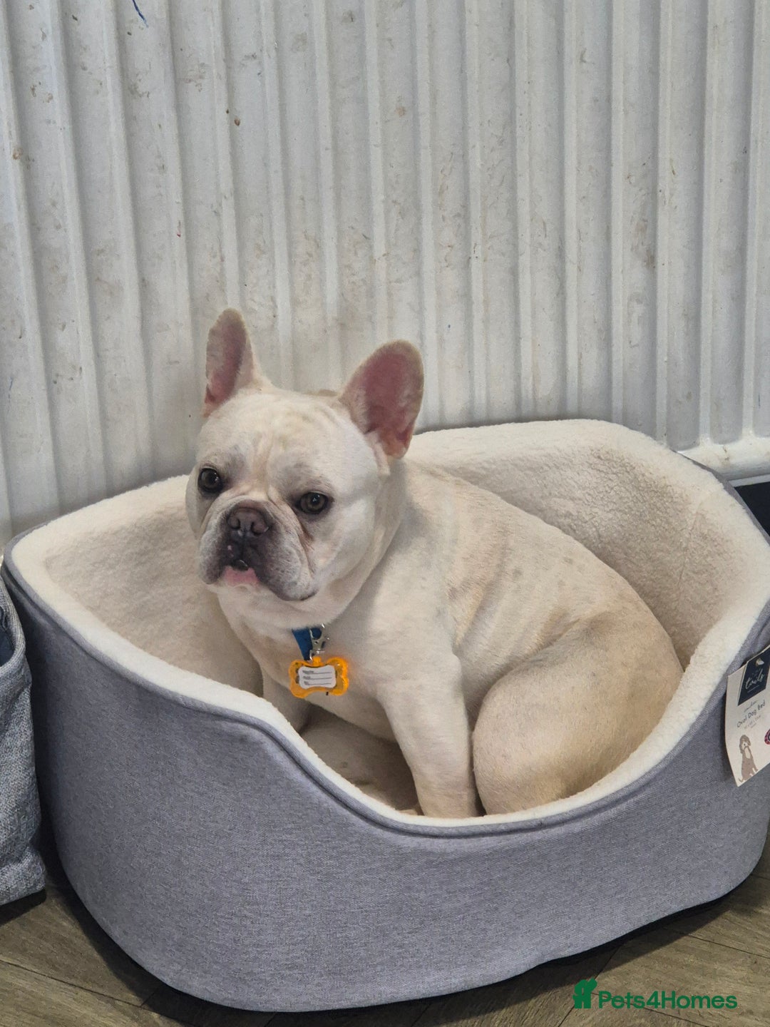French Bulldog dogs for sale: Male french bulldog - Advert 2