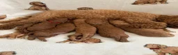 Miniature Poodle dogs for sale: ⭐️ Red Miniature Poodles ⭐️ - Advert 8