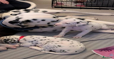 Dalmatian dogs Dalmatian puppies KC registered ready 17th Dec - Advert 7